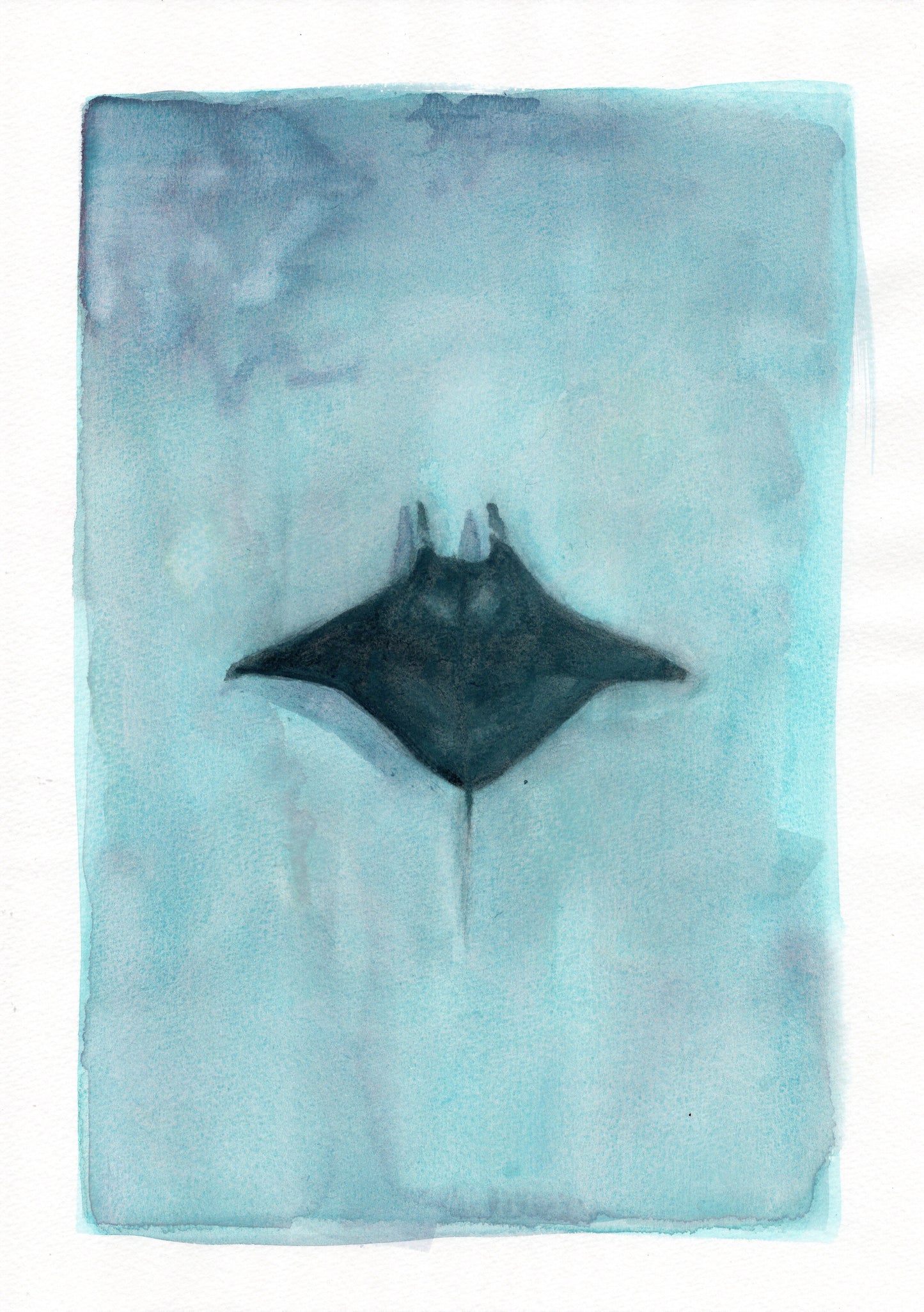 Manta Ray Original
