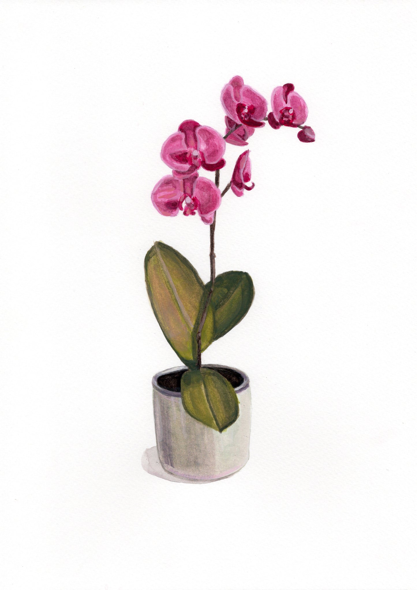 Orchid Original