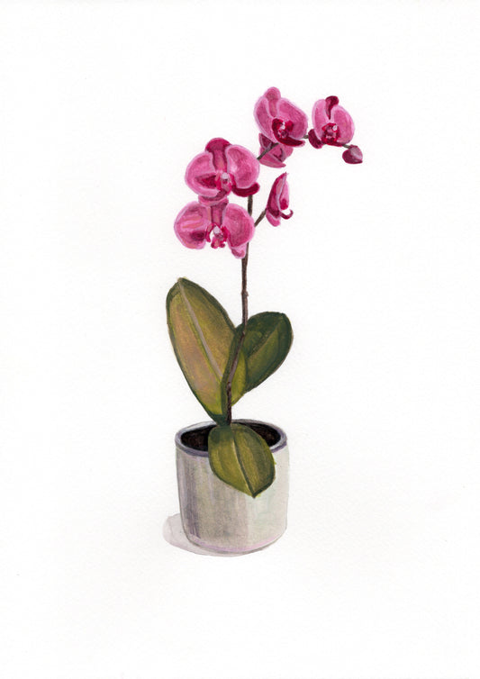 Orchid Original